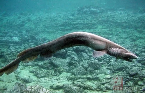 2 5 metre uzunlugunda tunceli de