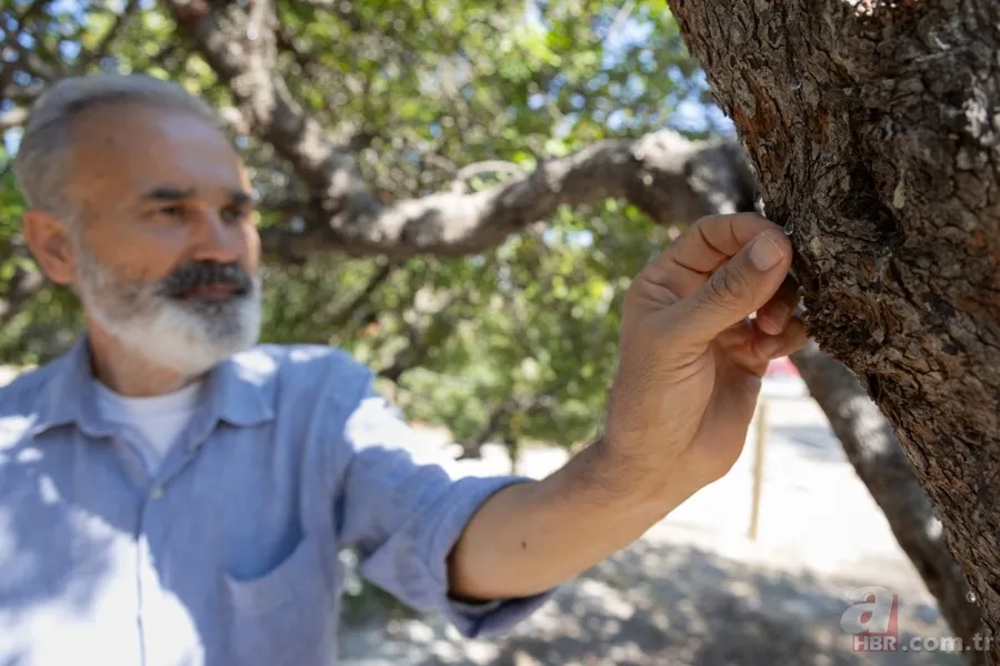 Çeşme'de hasadı başladı! Altın değerindeki sakızın kilosu 12 bin TL: Hem sağlık hem ekonomiye katkı sağlıyor 5