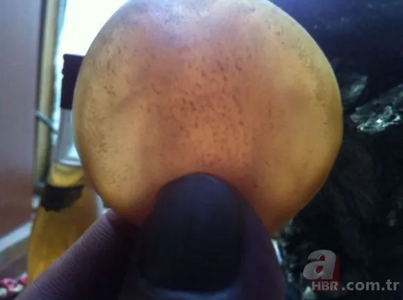 Tavuk kümesine girince gözlerine inanamadı 🐓 Beslediği tavuğun yumurtası... 17