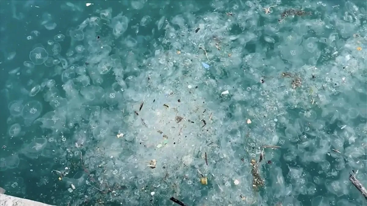 İstanbul Boğazı’nda denizanası alarmı!