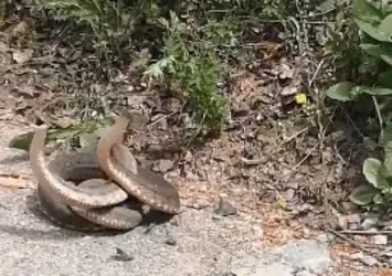 Artvin'de yılanların dansı görüntülendi