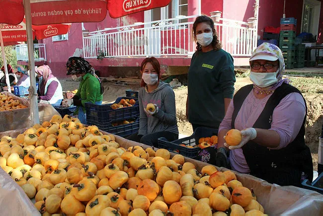 Manisalı Melek 40 kilo ile başladı şimdi yıllık 50 ton cennet elmasını kurutup satıyor - 1