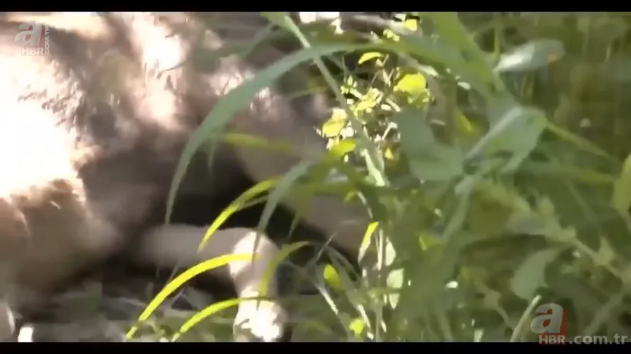 Anakonda yılanı ineği tek lokmada yuttu! O anlar böyle görüntülendi 12