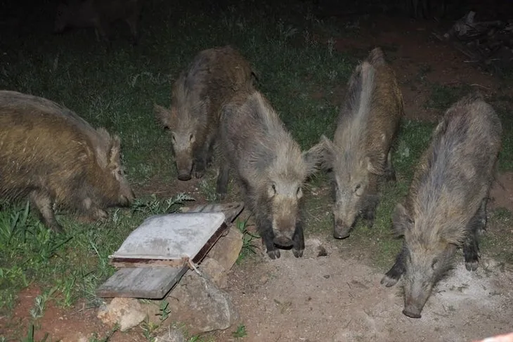Tunceli’de yaban domuzlarını elleriyle besliyorlar