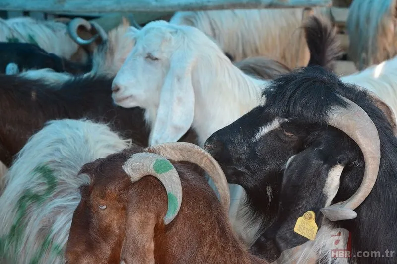 Kurban kesen kişinin yapması gerekenler nelerdir? Kurban kestikten sonra kılınan namaz kaç rekat? 11