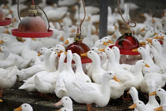 Son dakika: Kovid-19'dan sonra Avrupa'da yeni salgın tehlikesi! İlk hamle İngiltere'den geldi - 4
