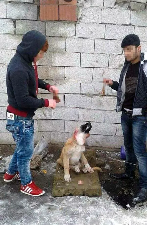 Köpeğe işkence görüntüleri isyan ettirdi!