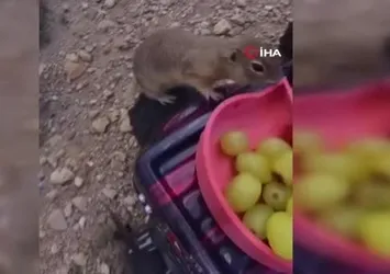 Gelengilerin çilek ve üzüm keyfi kamerada