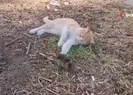 Kedi ile farenin dostluğu şaşırttı