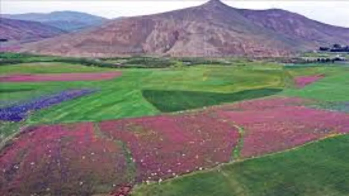 Ağrı'da baharın gelişiyle dağlarda rengarenk çiçekler açtı