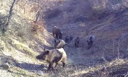 Vaşak... Karaca... Su samuru... Porsuk... Kurt... Tilki... Belgeselleri aratmayan görüntüler Türkiye’den