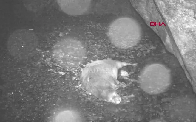 Kırmızı listedeki Akdeniz fokunun doğumu ilk kez kayıt altında