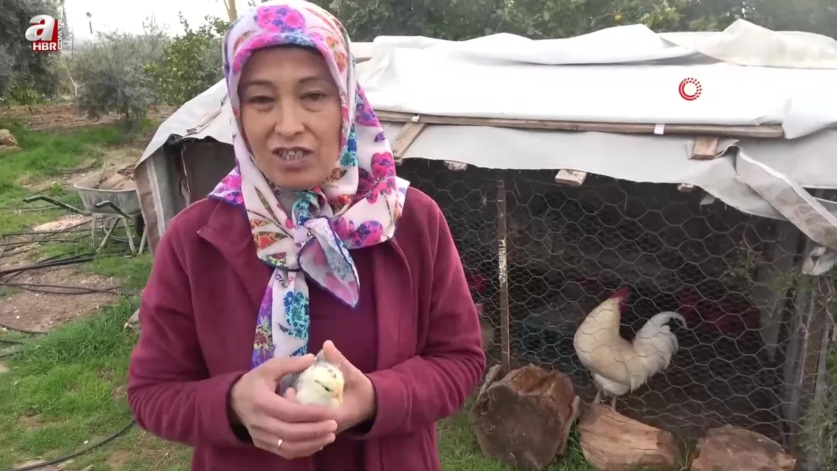 Civcivi görenler şaştı kaldı! Kafasında ay-yıldız figürüyle doğdu