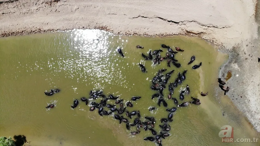 Muş’ta mandaların serinlemek için nehre girdiği anlar renkli görüntüler oluşturdu 2