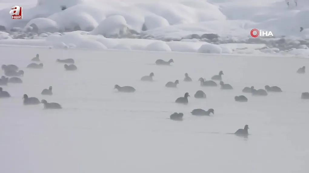 Kaz Gölü'nde kuşlar görenleri mest etti!