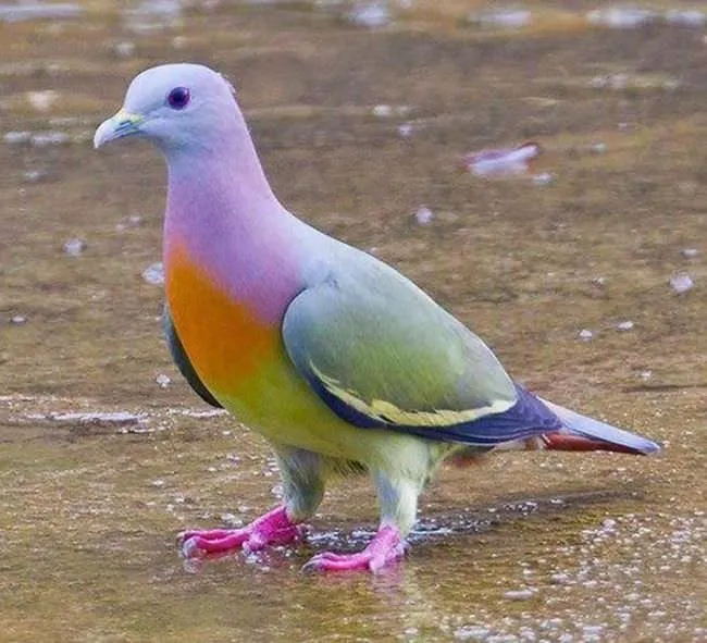 Dünyanın en renkli hayvanları
