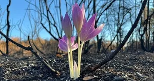 Yanan ormanda açtı! Yürekleri ısıtan görüntü