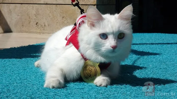 ‘Van Kedisi Güzellik Yarışması’nda ‘Mia’ jüriden tam not aldı! İşte yılın en güzel Van kedisi
