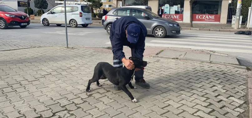 Kocaeli Darıca'da korku dolu anlar! Başıboş dolaşan köpek okula daldı