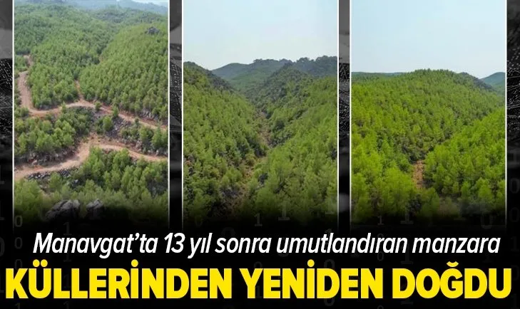 Manavgat’ta 13 yıl önce yanan orman küllerinden doğdu: Yemyeşil görüntüsüyle dikkat çekti