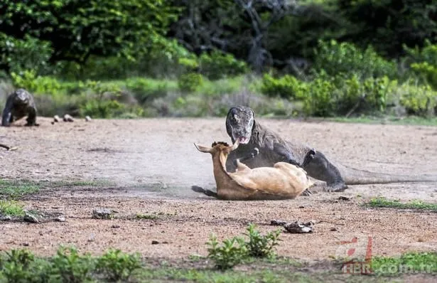 Vahşi doğadan inanılmaz görüntüler 17