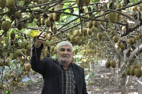Yalova’da kivi üreticisi 10 dönümlük bahçeden 280 bin TL kazandı