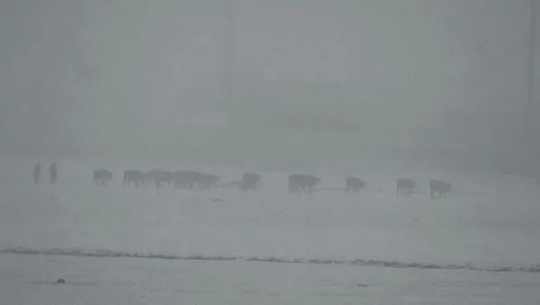 3 ilde yoğun kar yağışı! Hangi illerde kar yağacak?