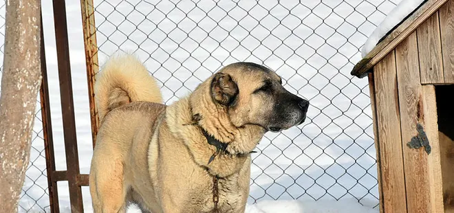 Avrupa ülkesinin tek umudu Türk kangalı!