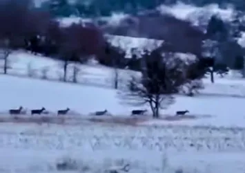 Sürü halinde ortaya çıktılar! Görüntüler Bilecik'ten