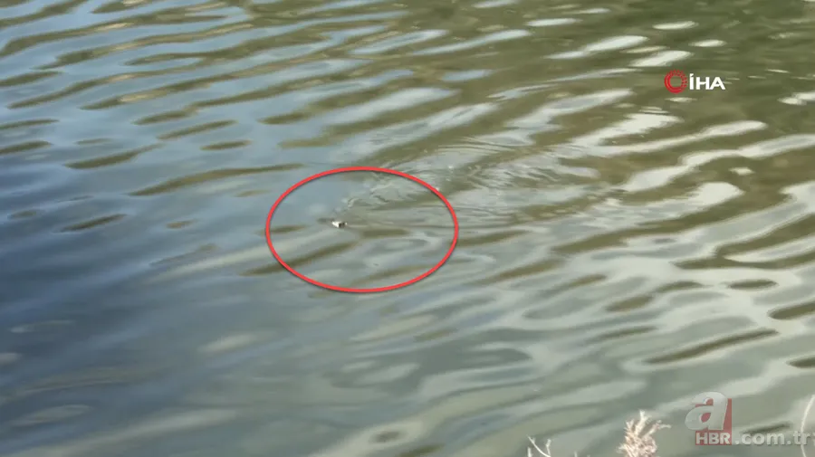 Avlayıp metrelerce ağzında böyle taşıdı! Amatör balıkçılar görüntüledi 1