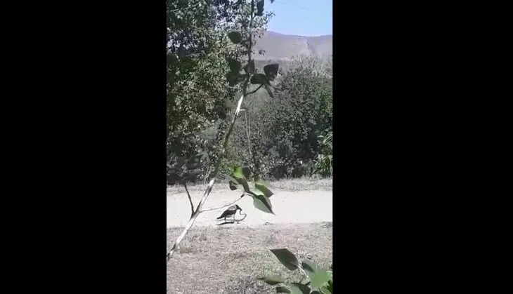 Ölümcül kapışma kamerada! Bakın karga ile yılan mücadelesinin kazananı kim oldu