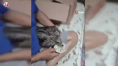 Osmaniye’de bulduğu şahini eliyle besledi