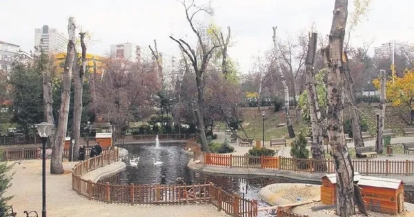 Çankaya Belediyesi gerçeği: Budamadı, doğradı