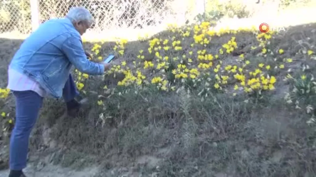 Muğla Karabağlar Yaylasından göçün işareti ‘Göç Göç Çiçeği'