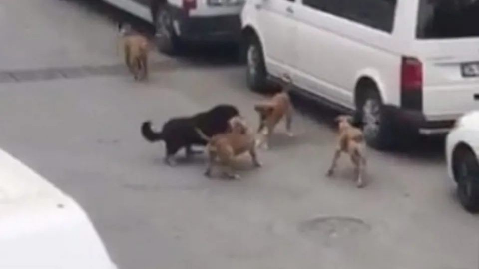 İstanbul Sultangazi'de korkunç olay! 5 köpek tarafından saldırıya uğradı