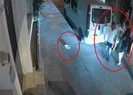 Mahallede kedi-köpek isyanı!