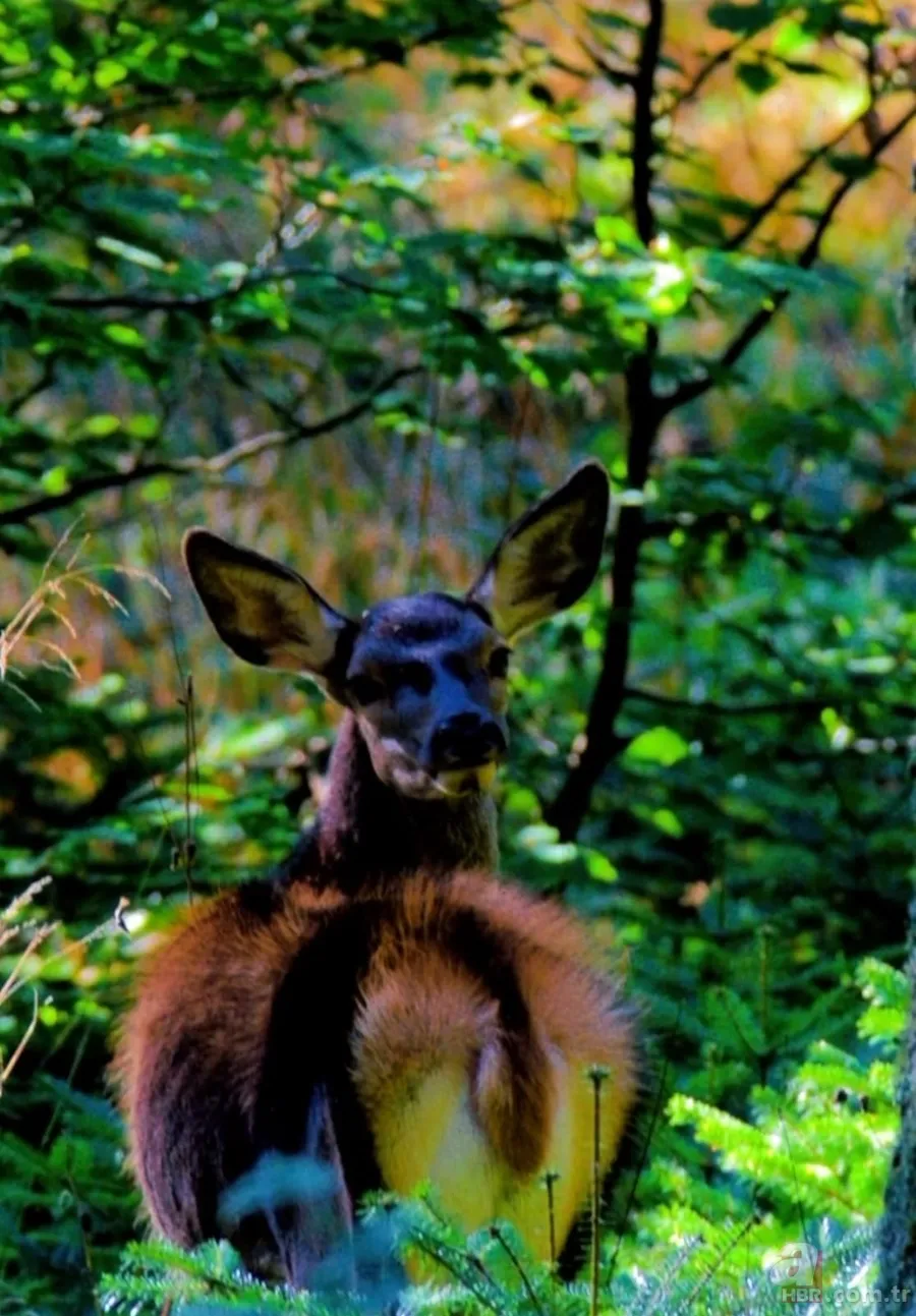 Nesli tükenmekte! Nadir görülen kızıl geyik Bursa'da böyle görüntülendi 2