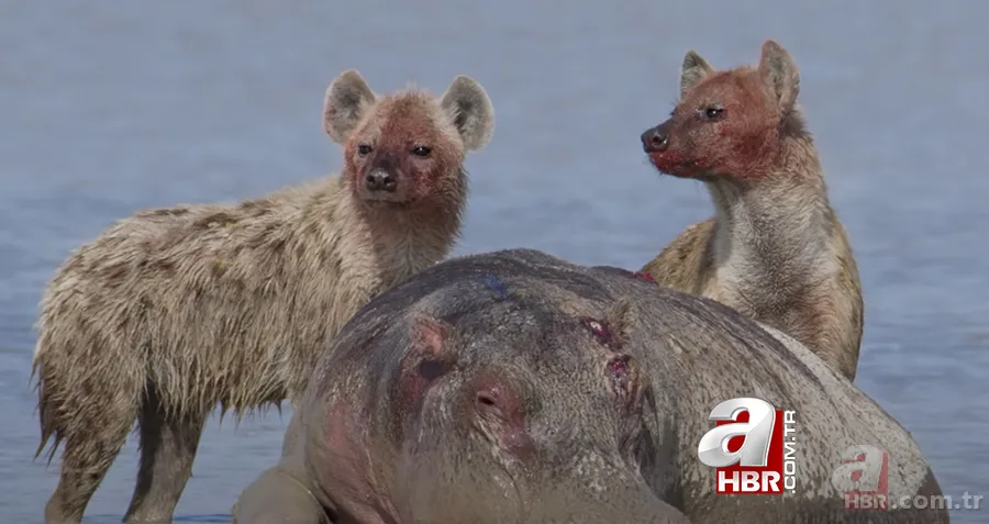 Sırtlanlar su aygırını canlı canlı yedi! Acımasız hayvanlar avlarını öldürmeden bağırsaklarını dışarı çıkardı 1