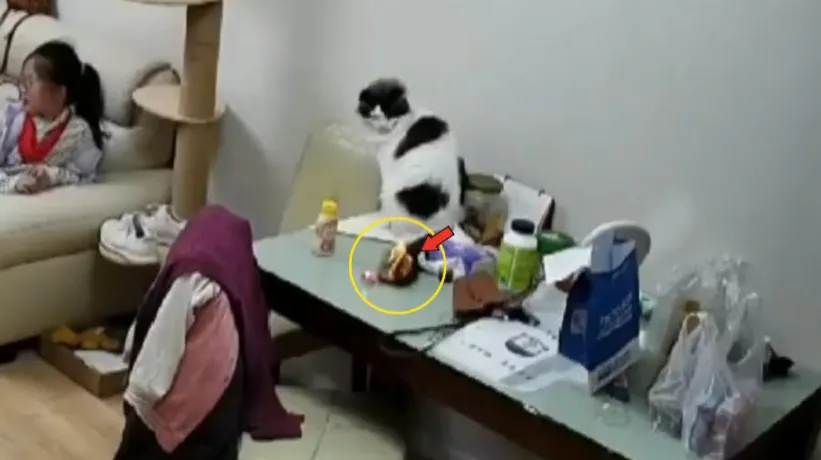 Kuyruğu yandı o izledi