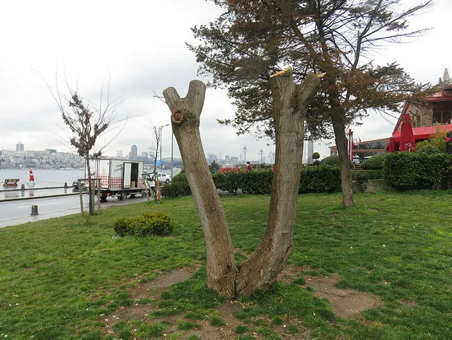 İstanbul’da gece yarısı Kız Kulesi'nin karşısındaki ağaçları keserken yakalandılar - 5