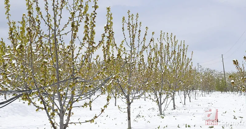 Şehir şehir zarar gören ürünler listesi: Fındık, Ceviz, Kiraz... Türkiye'de Zirai Don Haritası ortaya çıktı! 3