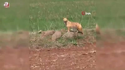 Tarlada gördüğü kurdu böyle kayda aldı!