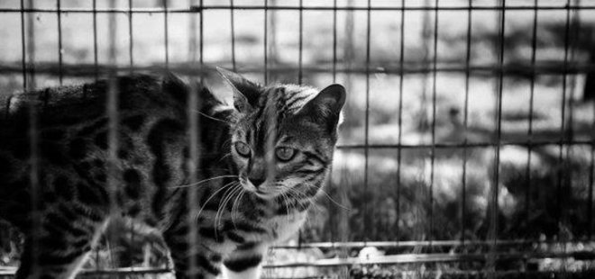 Ankara’da belediye bakımevinde ’20 kediye ötanazi’ yapıldı! Personelin iş akdi sonlandırıldı