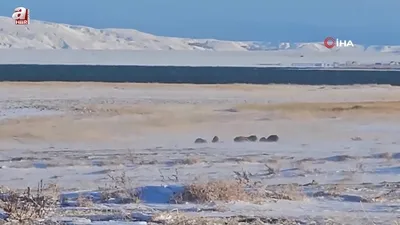 Domuz sürüleri böyle görüntülendi