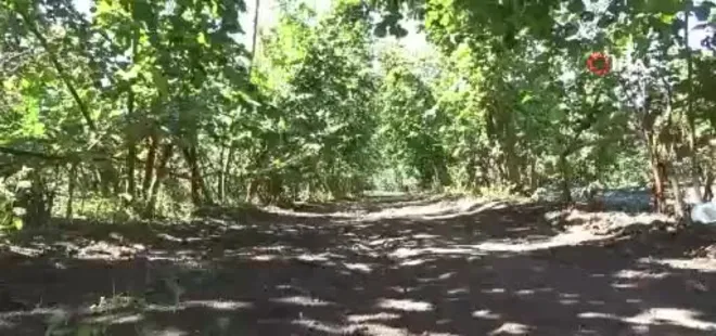 Fındıkta file sistemi yaygınlaşıyor