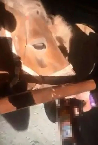 Antalya’da atlara içki içiren üniversitelilere para cezası