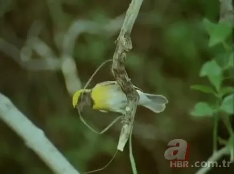 Mühendis gibi yaptı! Dokumacı kuşların yuvaları görenleri hayran bırakıyor