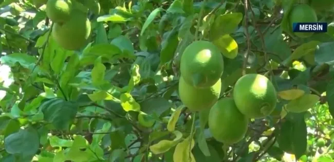 limon-fiyatlarinda-bahce-market-ucurumu-dalinda-3-lira-markette-17-lira-1631083748897.jpg Limon fiyatlarında bahçe-market uçurumu! Dalında 3 lira markette 17 lira - 4