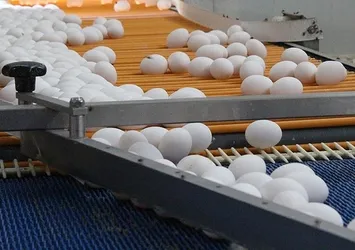Yumurta krizi İtalya’ya da sıçradı