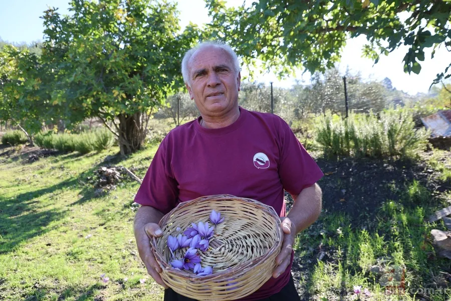 Her şey bir saksıyla başladı! 150 bin çiçekten 1 kilo elde ediliyor, gramı 900 TL 6